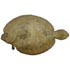 flounder